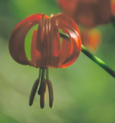 image018