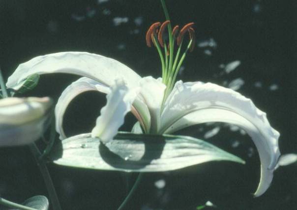 image013