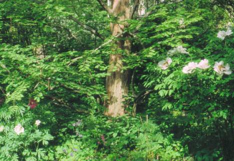 image018