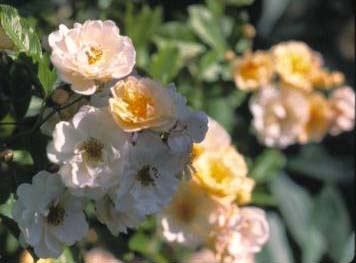 image007