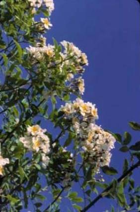 image009