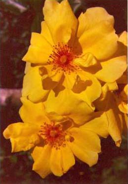 image012 Rosa Golden Showers