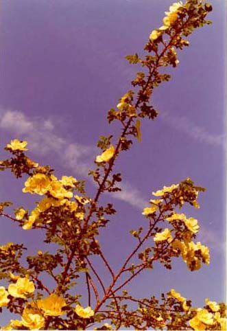 image014 Rosa hugonis