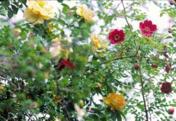 image018 Rosa moyesii