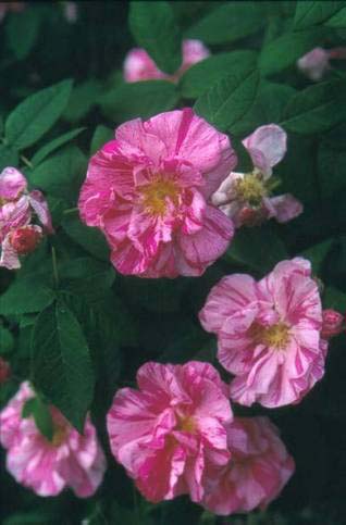 image016 Rosa Mundi