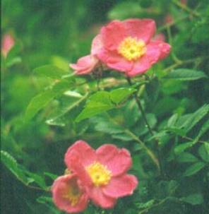 image019