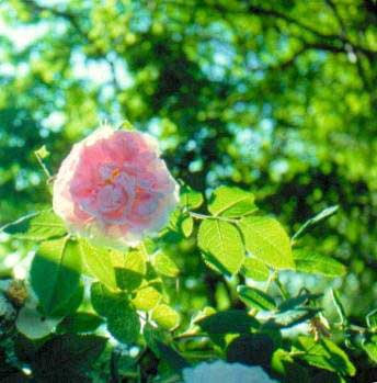 image042 Rosa Maidens Blush