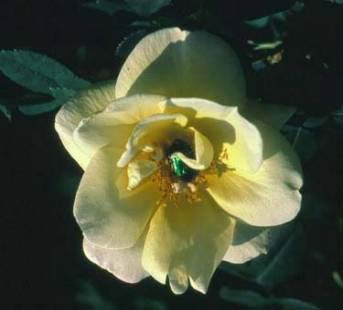 image022 Rosa Fruhlingsgold