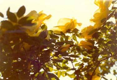 image024 Rosa Fruhlingsgold