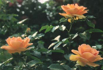 image025 Rosa Maigold