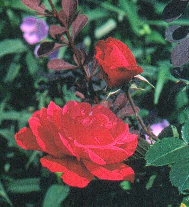 image036 Rosa Heidelberg