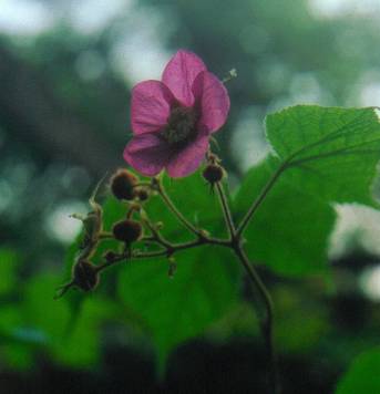 image027