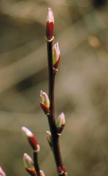 image002