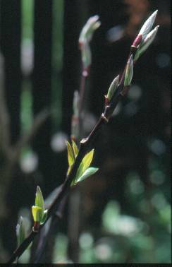 image004