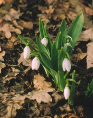 image006