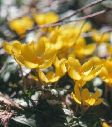 image007