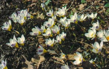 image011