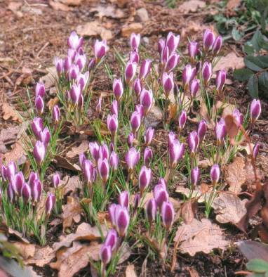 image013