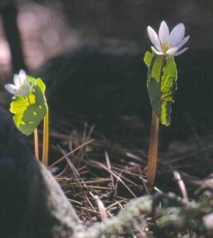 image008