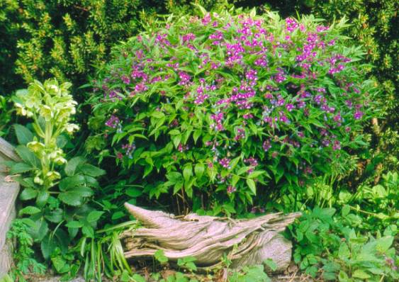 image002