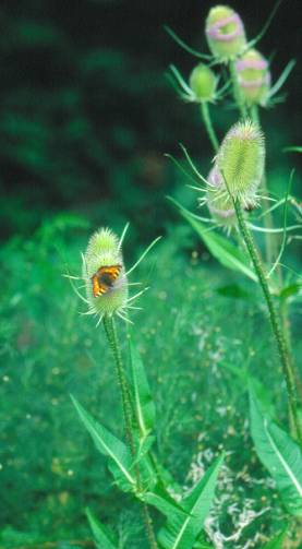 image004