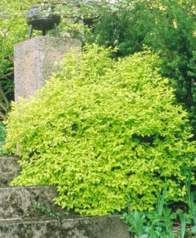 image010