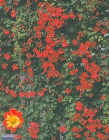 image029