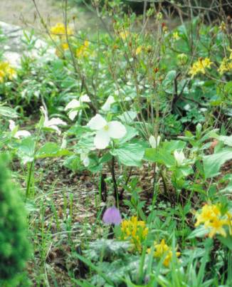 image004