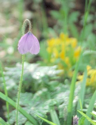 image006