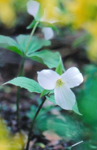 image008