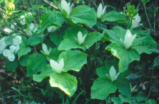 image010