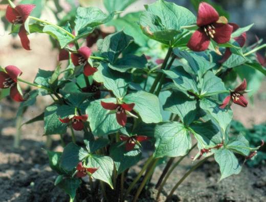 image016