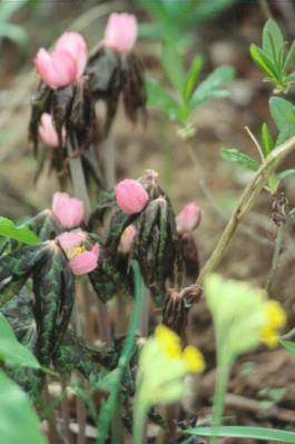 image020