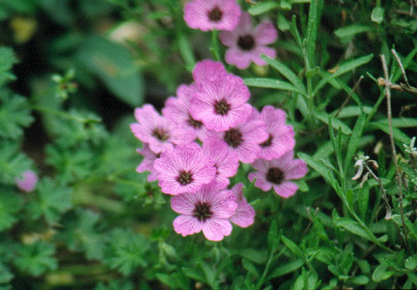 mur geranium ballerina kv9