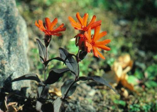 image035