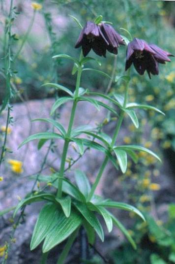 image010