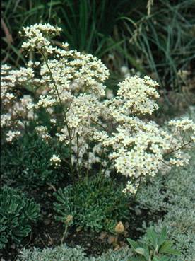Mur saxifraga longifolia just
