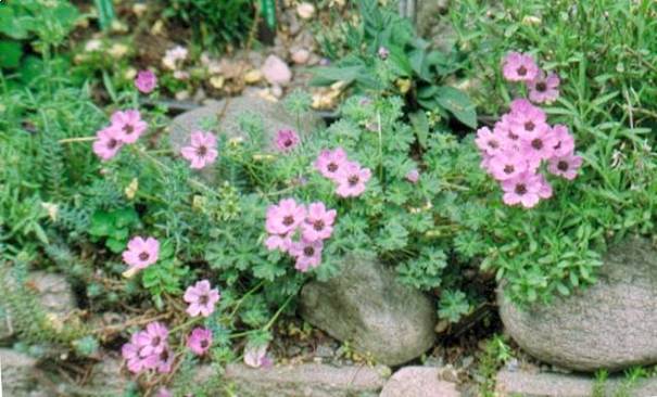 image020