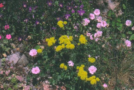 Mur Eriogonum just kv8