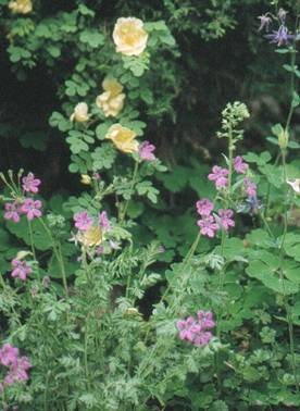 Mur erodium