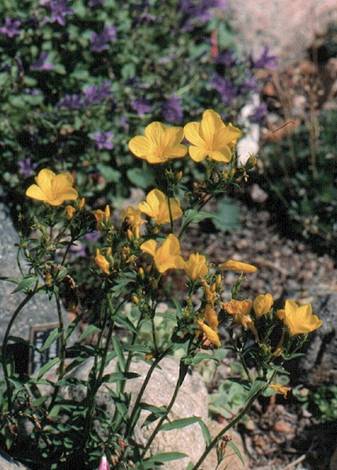 Mur linum