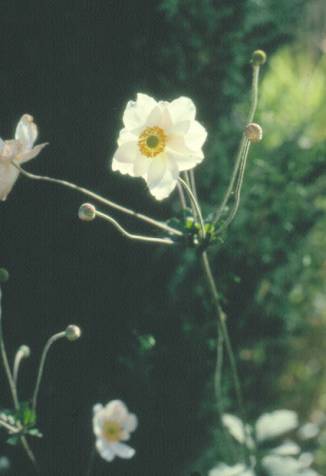 image006