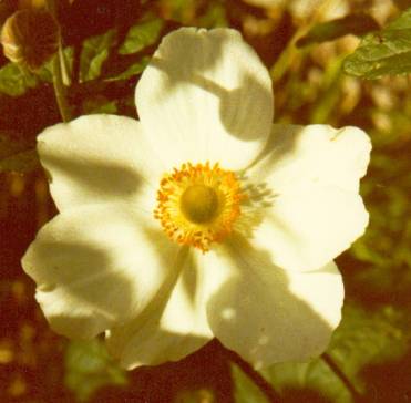 image008