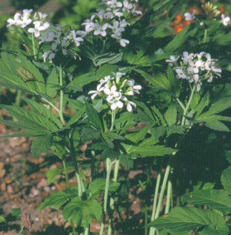 image016