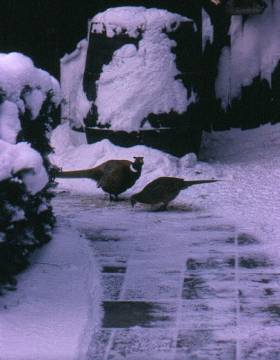 image008