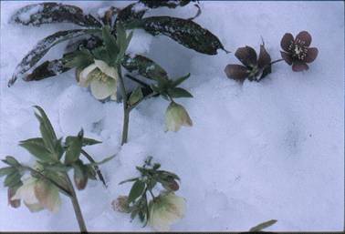 winter helleborus