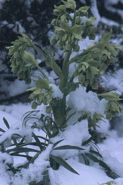 winter helleborus 2