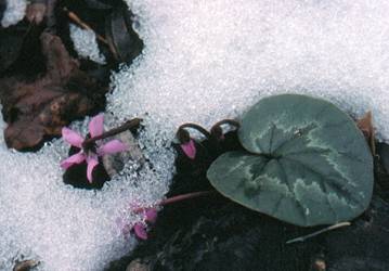 winter cyclamen