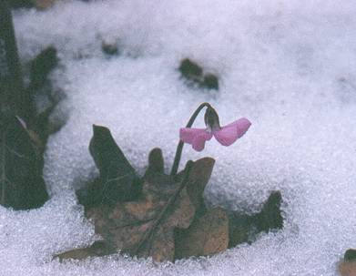 winter cyclamen2
