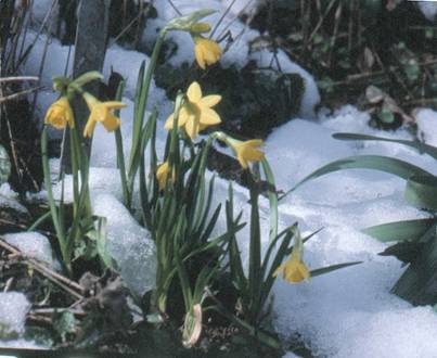 winter narcissus